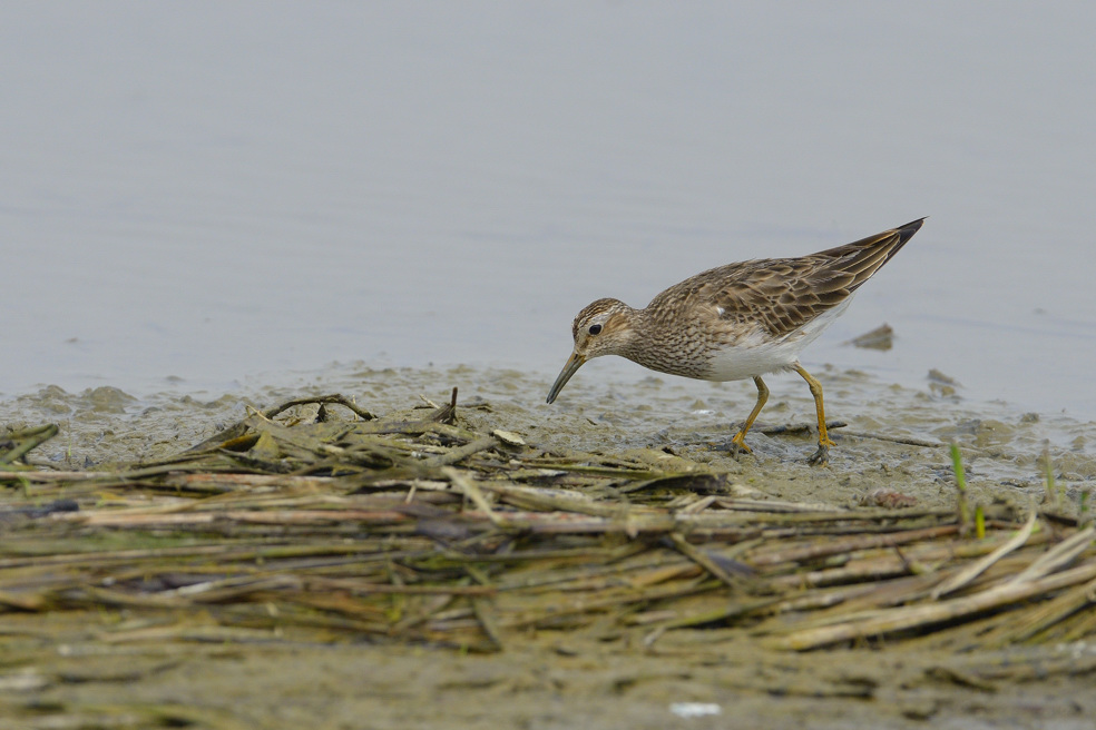 Piro piro pettorale? S. ora: Piovanello  pettorale (Calidris melanotos)